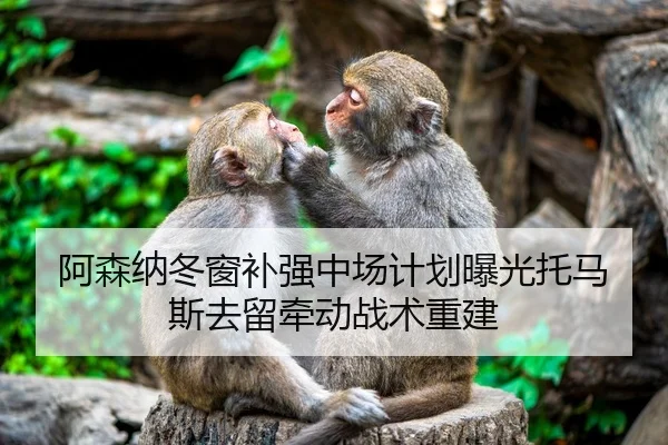 阿森纳冬窗补强中场计划曝光托马斯去留牵动战术重建